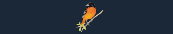 展翅翱翔 Wingspan V313+DLC 最新中文学习版 GOG安装版【2G】插图6
